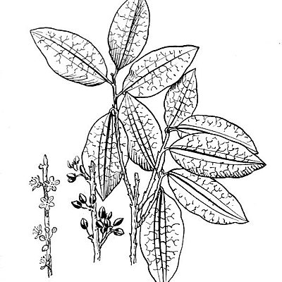 Timeline: The History of Cocaine