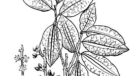 Timeline: The History of Cocaine