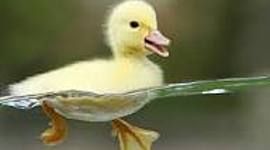 Timeline: el patito  feo