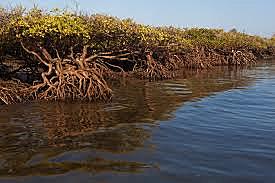CONVENCIÓN SOBRE EL COMERCIO INTERNACIONAL DE ESPECIES AMENAZADAS DE FAUNA Y FLORA SILVESTRES.