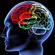 Cerebro2b