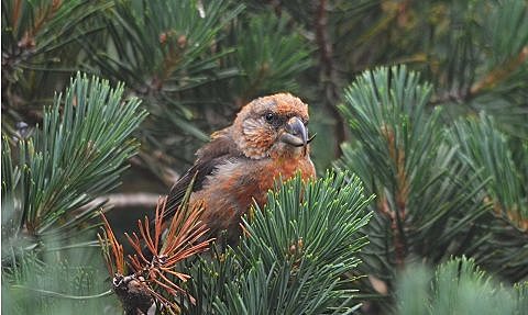 NORMAS PARA LAS REPOBLACIONES FAUNÍSTICAS, LOS TRASPLANTES Y LA INTRODUCCIÓN AL PAÍS DE ANIMALES SILVESTRES.