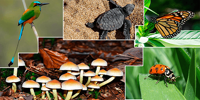 CONVENCIÓN SOBRE DIVERSIDAD BIOLÓGICA.