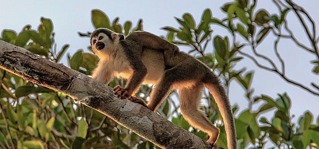 TRATADO BILATERAL, CONSERVACIÓN DE LA FLORA Y FAUNA DE LOS TERRITORIOS AMAZÓNICOS.
