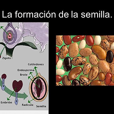 Timeline: Formacion de la semilla en las plantas