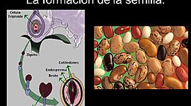 Timeline: Formacion de la semilla en las plantas