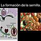La formación de la semilla[1]