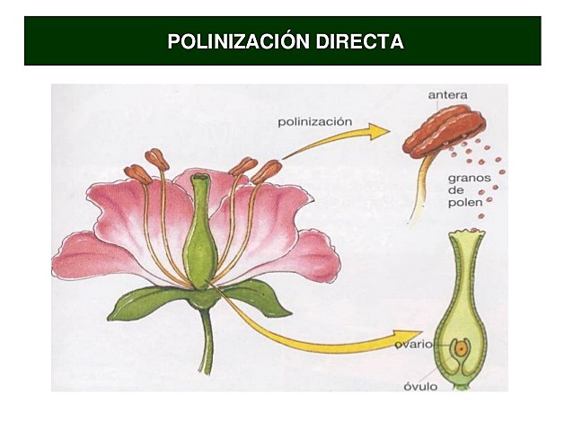 Polinizacion