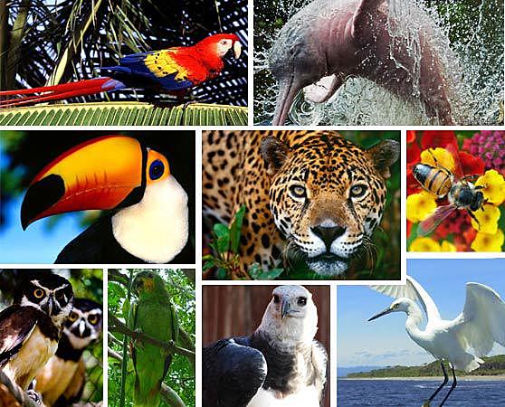 Acuerdo para la conservación de la flora y fauna de los territorios amazónicos de la República de Colombia y de la República peruana.
