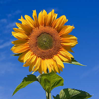 Timeline: Growing a sunflower