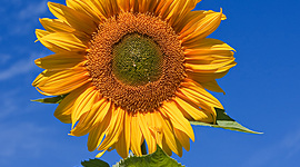 Timeline: Growing a sunflower