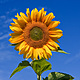 Sunflower sky backdrop