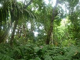 Decreto 2278 de 1953.