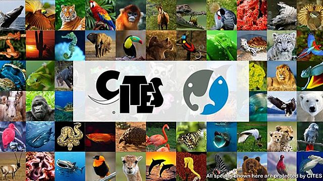 Convenios Internacionales Cites