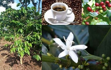 ACUERDO COMPLEMENTARIO CONVENIO TÉCNICO CIENTÍFICO ENTRE COLOMBIA-ECUADOR-SANIDAD VEGETAL