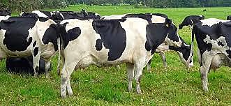 Introducción ganado vacuno