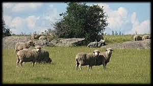 Introducción ganado ovino