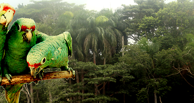 ACUERDO CONSERVACIÓN FLORA Y FAUNA DE TERRITORIOS AMAZÓNICOS DE REPÚBLICA COLOMBIA Y BRASIL