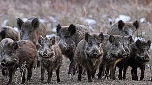 Introducción del chancho jabalí