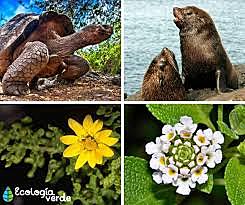 Acuerdo para la conservación de la fauna y de la flora de los territorios amazónicos de Colombia y de la república federal del brasil