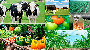 Ley-811 de las organizaciones de cadena en el sector agropecuario, forestal,acuicola y pesquero