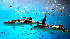 CONVENIO PARA LA PROTECCIÓN Y EL DESARROLLO DEL MEDIO MARINO DE LA REGIÓN DEL GRAN CARIBE