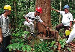 CONVENIO INTERNACIONAL DE LAS MADERAS TROPICALES, 2006