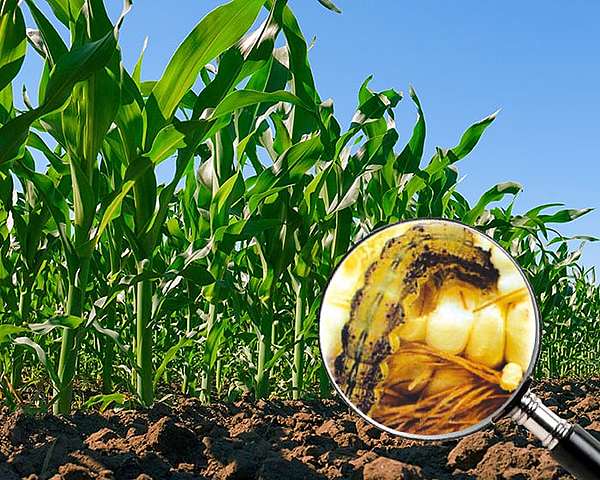 Acuerdo procedimiento simplificado,complementario al convenio de cooperación técnica y científica  entre  Colombia  y Ecuador  sobre sanidad vegetal.