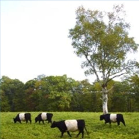 Document A: Anthony Johnson gets Land.