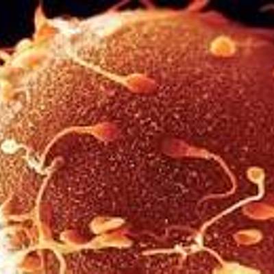 Timeline: A Pregnant Woman