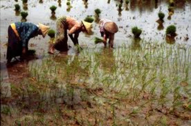 Rice Cultivation
