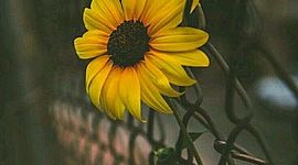 Timeline: AUTOBIOGRAFÍA DE CAMILA MTZ