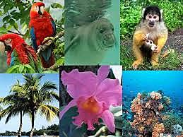 Tratado- Acuerdo para conservación de la flora y la fauna de los territorios amazónicos de la república de Colombia y de la república federativa del brasil.