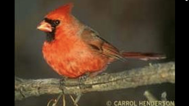 Cardinal Principles Report of 1918