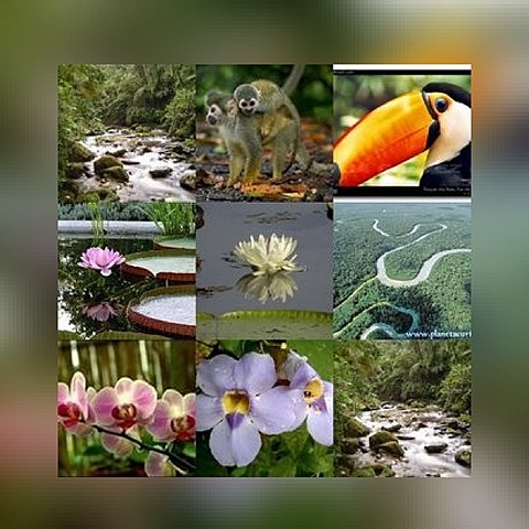 Ley 5 de 1976: Acuerdo para la conservación de la flora y de la fauna de los territorios amazónicos de la República de Colombia y la República Federativa del Brasil.