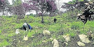 Política Nacional de la Biodiversidad.