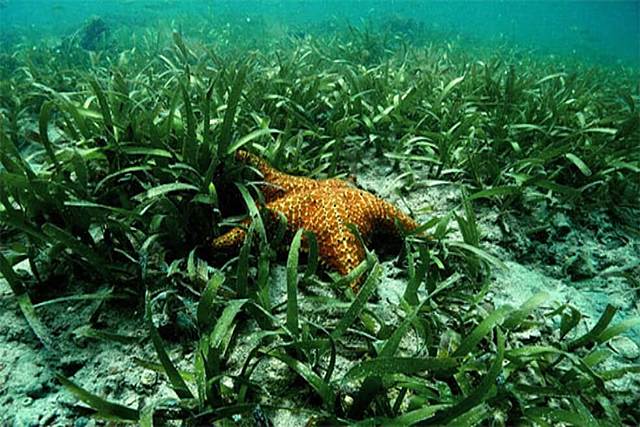 Resolución No. 2724 de 2017