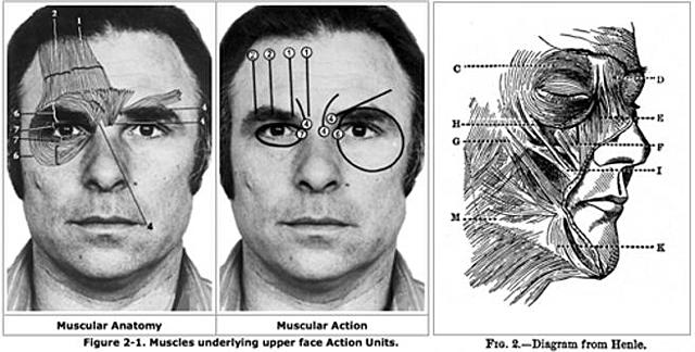 Clasificación de las emociones