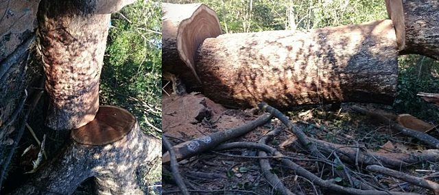 Convenio internacional de las maderas tropicales