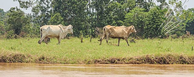 Decreto Ley 2811 de 1974