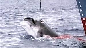 CONVENCIÓN INTERNACIONAL PARA LA REGULACIÓN DE LA CAZA DE BALLENAS Y SU PROTOCOLO