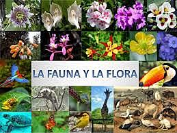 TRATADOS ENTRE EL GOBIERNO DE LA REPÚBLICA DE COLOMBIA Y EL GOBIERNO DE LA REPÚBLICA FEDERATIVA DEL BRASIL PARA LA CONSERVACIÓN DE LA FLORA Y DE LA FAUNA