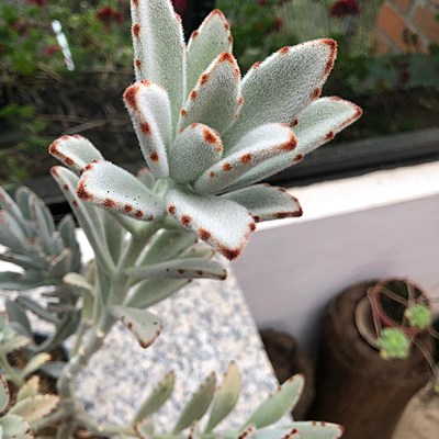 Timeline: Kalanchoe Tomatosa