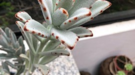 Timeline: Kalanchoe Tomatosa