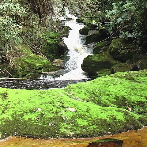 El Convenio sobre la diversidad biológica