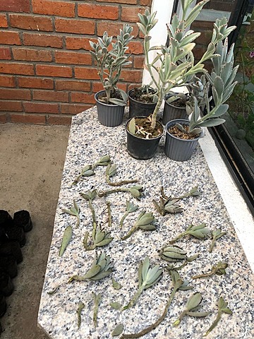 Cultivo de kalanchoe tomatosa