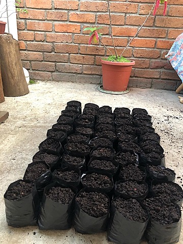 Cultivo de kalanchoe tomatosa