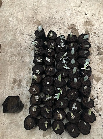 Cultivo de kalanchoe tomatosa