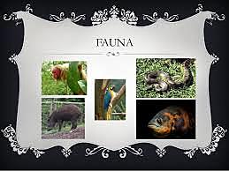 ENMIENDAS DE LA CONVENCIÓN SOBRE EL COMERCIO INTERNACIONAL DE ESPECIES AMENAZADAS DE FAUNA Y FLORA SILVESTRES