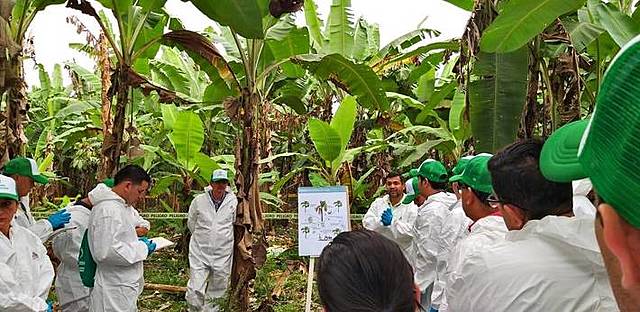 ACUERDO COMPLEMENTARIO AL CONVENIO DE COOPERACIÓN TÉCNICA Y CIENTÍFICA ENTRE COLOMBIA Y ECUADOR SOBRE SANIDAD VEGETAL